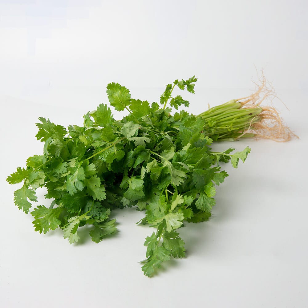 coriander